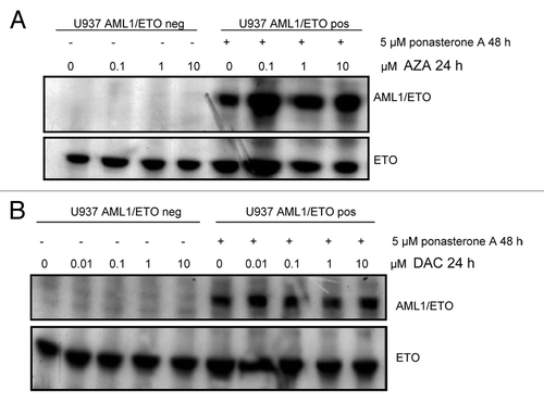 Figure 1. Conditional expression of AML1/ETO protein. Evaluation of the expression of AML1/ETO in U937-A/E-9/14/18 cells in the absence or presence of 5 μM ponasterone A for 48 h and after exposure to AZA (A) or DAC (B) at the indicated doses. Cells were lysed, and western blot analysis was performed with anti-ETO antibody. neg, negative; pos, positive.