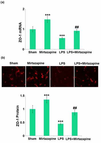 Figure 3. Mirtazapine elevates the expression of ZO-1 inhibited by LPS treatment in the brain. (a) mRNA level of ZO-1; (b) immunostaining of ZO-1, the representative images from each group were shown in the upper panel, the quantitative plot was shown in the lower panel (***, P < 0.005 vs. LPS sham group; ##, P < 0.01 vs. LPS group).