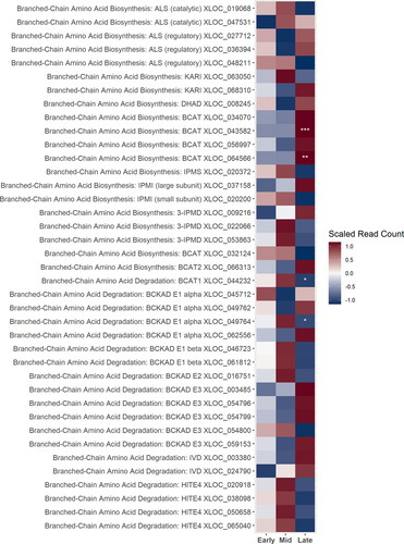 Figure 2. A heatmap of gene expression patterns scaled across development stages for putative homologs of genes within the branched-chain amino acid (BCAA) biosynthesis and degradation pathways. The order of the genes from top to bottom represents the order of the pathway from the biosynthesis of the BCAAs to their degradation in the mitochondria as the precursors to the bitter acids. Gene acronyms are defined in Figure 1. The XLOC numbers refer to the gene sequence available on hopbase.org. There are multiple XLOC numbers for many genes because there are multiple copies of the gene, errors in the assembly, or uncertainty in the annotation. Asterisks indicate expression levels are significantly different from the previous developmental stage with a BH-adjusted p-value < 0.05. * = logfold-change > 2 or < -2; ** = logfold-change > 4 or < -4; *** = logfold-change > 6 or < -6.