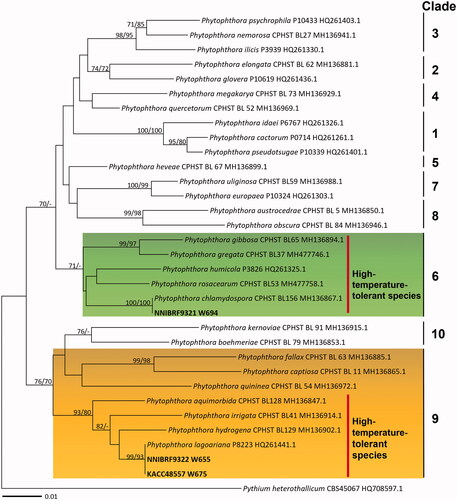 Figure 4. Phylogenetic tree of Phytophthora species from the minimum evolution analysis based on cytochrome oxidase subunit I mtDNA sequences. Bootstrapping values (minimum evolution BP/maximum likelihood BP) higher than 70% were given above or below the branches (1,000 replicate). The strains isolated in Korea are shown in bold. Pythium heterothallicum was used as an outgroup. The scale bar equals the number of nucleotide substitutions per site.