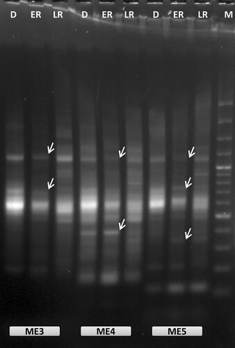 Figure 1. Representative example of oligo-dT anchored cDNA-SRAP analysis with three different SRAP primers (ME3, ME4 and ME5) during RAF: recovery after freezing-induced desiccation in H. rhodopensis. D: freezing desiccated state; ER: early recovery (1 + 3 h); LR: late recovery (24 h + 7 d); M: 100 bp Plus™; arrows indicate the differentially expressed bands that were selected for reamplification and sequencing.