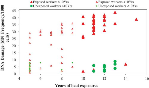 Figure 3. Relationship between years of exposure to heat and DNA damage (MN frequency) between the exposed and unexposed workers (n = 120).