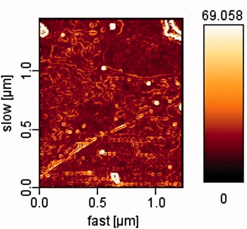 Figure 4. AFM image of ART-loaded spherical core shell micelles.