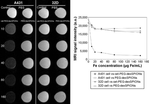 Figure 7 T2-weighted image of A431 and 32D cells at different doses of the synthesized SPIONs. A431 and 32D cells were incubated at 37°C for 2 hours with PEG-dexSPIONs or cet-PEG-dexSPIONs at iron concentrations of 10, 20, 40, 80, and 160 μg/mL. Tumor cells treated with fresh culture medium alone served as a control. The excess iron was removed by washing with 1× PBS, and the cells were suspended in a 1% agarose gel for the following in vitro MRI analysis using a 4.7 T scanner. The agarose gel containing PBS alone without any cells was used as a blank. The plot of the MRI signal intensity as a function of the iron concentration of the synthesized SPIONs revealed the MRI capability of the synthesized magnetic nanoparticles.Abbreviations: cet, cetuximab; dex, dextran; MRI, magnetic resonance imaging; PEG, polyethylene glycol; PBS, phosphate-buffered saline; SPIONs, superparamagnetic iron oxide nanoparticles; a.u., arbitrary units.