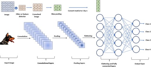 Figure 2. Basic architecture of a DCNN. In this example an image of a dog is transformed into a matrix of integers and a kernel is applied. The resulting convolved image is max pooled to produce a feature map which is then fed through flattening layers and finally a classification layer.