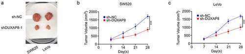 Figure 6. DUXAP8 levels modulated tumorigenesis of colon cancer (CC) in vivo. (a) DUXAP8 deficiency markedly decreases tumor volume. (b-c) tumor growth curves. tumor size was calculated every other day for 7 days post injection.