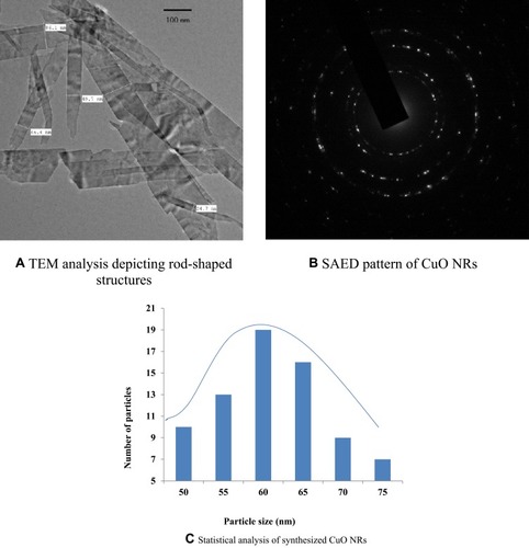 Figure 8 TEM analysis of CuO nanorods.Notes: (A) TEM analysis depicting rod-shaped structure. (B) SAED pattern of CuO NRs. (C) Statistical analysis of synthesized CuO NRs.