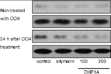 Figure 6. Effects of DHP1A on p-Iκ B expression.