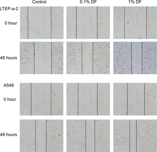 Figure 4 Scratch wound tests: DF promoted migration of LTEP-a-2 and A549 cells.Notes: Scratch wounds for LTEP-a-2 and A549 cells at 0 and 48 hours after introducing the wound, and treatment with DF. Scratch fold changes in 0.1% and 1% DF-treated groups were significantly higher than in the control group. The scratch closure change area of cells treated with 1% DF tended to be larger than with 0.1% DF.Abbreviation: DF, drainage fluid.