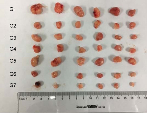 Figure S1 Xenograft tumors harvested at 14 days (G1 of Saline, G2 of PTX + S-HM-3, G3 of S-HM-3, G4 of PTX, G5 of TSm, G6 of PTSm, and G7 of PHTSm).Abbreviation: PTX, paclitaxel.