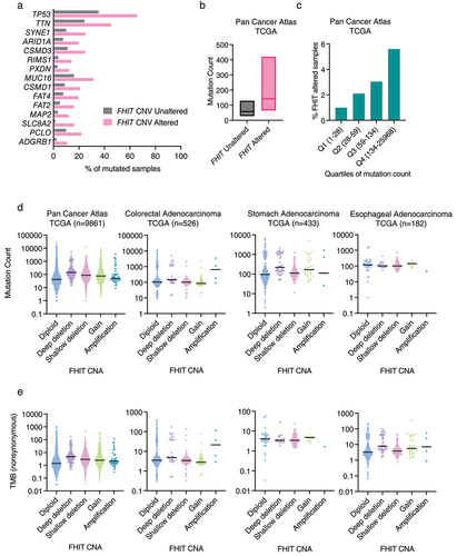 Figure 4. (a) Genes with mutations significantly enriched in samples with FHIT harboring a copy number alteration in comparison with samples not having FHIT copy number alterations. Percentage of mutated samples in each group is shown per gene. Analysis performed in 65,853 patients from 213 studies (curated set of non-redundant studies by cBioportal; molecular profiles: copy number alterations). (b) Mutation count in tumor samples grouped by FHIT altered or non-altered in TCGA pan-cancer. (c) Percentage of FHIT altered samples in the TCGA pan cancer study divided by quartiles of mutation count. (d) Mutation count in tumor samples grouped by FHIT copy number status in different TCGA pan-cancer studies. (e) Tumor mutation burden (nonsynonymous mutations) in tumor samples grouped by FHIT copy number status in different TCGA studies.