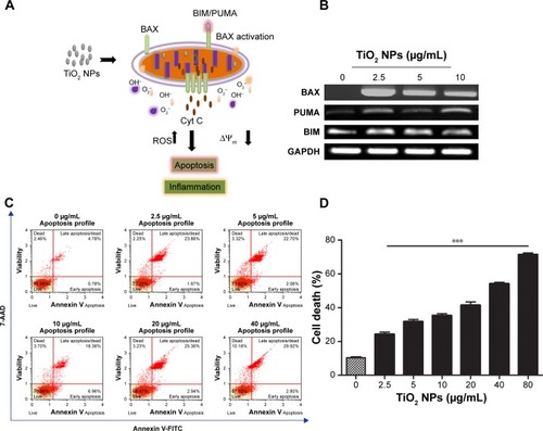 Figure 6 TiO2 NPs induced mitochondrial proapoptotic factors and subsequent apoptosis in RAW 264.7 cells.Notes: (A) Mechanism depicting TiO2 NPs induced BAX activation; (B) RT-PCR gel images of BAX, BIM, and PUMA; (C) Flow cytometry analysis of apoptosis; (D) Quantitative analysis of apoptotic cell death. Cells were incubated with indicated concentrations of TiO2 NPs for 24 hours. RT-PCR reactions were performed and PCR products were separated by 1% agarose gel electrophoresis and bands were visualized under UVP Biospectrum-600 (Thermo Fisher Scientific, Waltham, MA, USA) after ethidium bromide staining (EtBr, Sigma-Aldrich, St Louis, MO, USA). Housekeeping gene GAPDH was used as loading control. Then, apoptosis was investigated using Muse™ flowcytometric method with Muse™ Annexin V and Dead Cell Kit. Untreated cells were considered as control in the experiments. Data are presented as the mean ± standard error of mean; ***P<0.001 indicates significant difference when tested with ANOVA. Tukey’s test was used for post hoc tests.Abbreviations: TiO2, titanium dioxide; GAPDH, glyceraldehyde-3-phosphate; NPs, nanoparticles; RT-PCR, reverse transcription PCR.