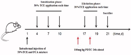 Figure 2. Protocol for TCE induction of sensitization in mice. After 7 days of adaptive feeding, TCE was applied to the abdomen by intradermal injection. On Days 4, 7, and 10, TCE (100 µl of 30% TCE [TCE:olive oil:acetone, 3:2:5 {v/v/v}] solution) was applied to the dorsal skin. Animals were then re-challenged with TCE on Days 17 and 19. NF-κB inhibitor PDTC was applied to the PDTC pretreatment group of mice 24 hr before each challenge.