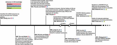 Figure 1. Timeline overview of SNORD118/U8 snoRNA discovery, annotation, and implication in LCC.