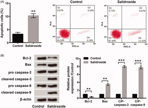 Figure 2. Salidroside promoted A549 cell apoptosis. A549 cells were stimulated with salidroside (800 μM) for 48 h, and non-treated cells acted as control. (A) Percentage of apoptotic cells was determined by flow cytometry. (B) Expression levels of apoptosis-related proteins were tested by western blot. Data are presented as the mean ± SD of at least three independent experiments. **p < .01, ***p < .001.