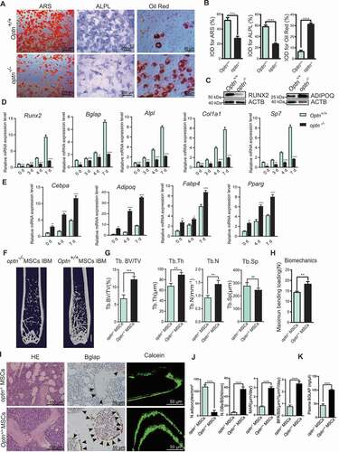 Figure 3. Optn controls osteogenic and adipogenic differentiation of MSCs. (A-B) Representative images of alizarin red S staining (left), ALPL staining (middle), and oil red O staining (right) of MSCs from Optn+/+ and optn–/ – mice under osteogenic and adipogenic differentiation respectively (A), and quantification of IOD (B). Scale bars: 200 μm (left, middle), 50 μm (right). n= 5 per group. IOD, integrated optical density. (C) Western blot detection of RUNX2 and ADIPOQ in Optn+/+ and optn–/ – MSCs under osteogenic and adipogenic differentiation, respectively. ACTB was used as a loading control. (D-E) mRNA expression levels of osteogenesis-related genes (Runx2, Bglap, Alpl, Col1a1, Sp7) under osteogenic induction for 0, 3, 4, and 7 d (D) and adipogenesis-related genes (Cebpa, Adipoq, Fabp4, Pparg) under adipogenic induction for 0, 4, and 7 d (E) in Optn+/+ and optn–/ – MSCs as determined by qRT-PCR. n= 3 per group. (F-H) Representative μCT images (F), quantitative μCT analysis of bone mass and microarchitecture (G), and quantification of biomechanics (H) in femora from optn–/ – mice transplanted with optn–/ – or Optn+/+ MSCs in the bone marrow cavity (IBM). Scale bar: 1 mm. n= 8 per group. (I-J) The representative of HE staining (left), BGLAP staining (middle), and calcein double labeling (right) in femora from optn–/ – mice transplanted with optn–/ – or Optn+/+ MSCs (IBM) (I), and quantification of N.adipocytes/mm2, N.OBs/BS, MAR and BFR (J). Scale bars: 100 μm (left), 50 μm (middle, right) 50 μm. n= 8 per group. (K) ELISA of serum BGLAP in optn–/ – mice transplanted with optn–/ – or Optn+/+ MSCs (IBM). n= 3 per group. All data are presented as mean ± sd. **P< 0.05, **P< 0.01, *** P< 0.001, **** P< 0.0001 by Student’s t test