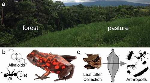 Figure 1. Experimental design to determine the influence of land use across trophic levels. (a) Sampling was performed in adjacent enclosures in secondary forest and reclaimed pasture habitats. (b) Skin alkaloids and stomach contents were analyzed in frogs from both habitats. (c) Leaf litter collections in both habitats were performed using Winkler traps to isolate leaf litter arthropods.