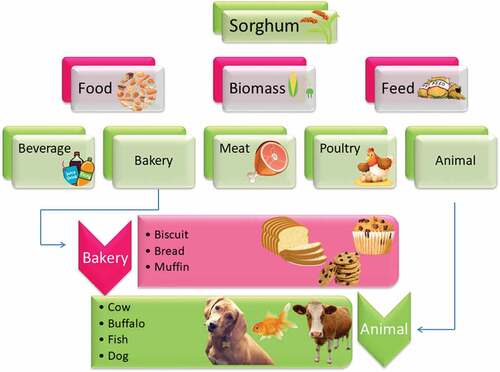 Figure 3. Potential uses of sorghum.