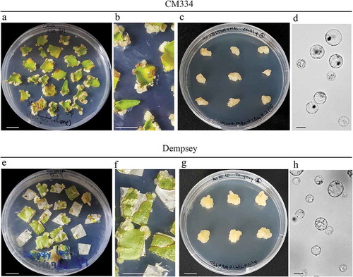 Figure 1. Leaf-induced callus formation of Capsicum annum ‘CM334’ and ‘Dempsey’. (a-c) Leaf segment-derived calli of ‘CM334’. (a) 4-week-old leaf segments placed in Gamborg’s B5 medium supplemented with 2 mg/L 6-benzylaminopurine (2BAP), and 1 mg/L α-naphthalene acetic acid (1NAA) medium under long-day conditions (16 h light/8 h dark) at 25°C in a growth chamber. (b) Enlarged image of (a). (c) Propagated calli in B5 medium containing 2BAP, 1.5 mg/L NAA, and 2-morpholinoethanesulphonic acid (MES) under dark conditions at 25°C. (d) Protoplasts isolated from the propagated ‘CM334’ calli. (e-g) Leaf segment-derived calli of ‘Dempsey’. (e) 4.5-week-old leaf segments placed in Murashige and Skoog (MS) medium supplemented with B5 vitamins and 1 mg/L 2,4-dichlorophenoxyacetic acid (1 2,4D) under long-day conditions (16 h light/8 h dark) at 25°C in a growth chamber. (f) Enlarged image of (e). (g) Calli propagated in MSB5 (MS basal salt mixture and B5 vitamins) medium containing 1 2,4D under dark conditions at 25°C. (h) Protoplasts isolated from the propagated ‘Dempsey’ calli. White scale bars = 1 cm. Black scale bars = 10 μm.