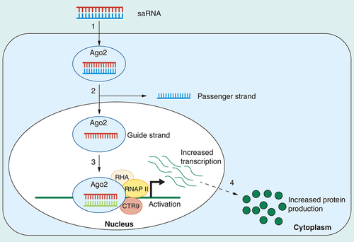 Figure 1. Proposed model of small activating RNA mechanism. (1) An endogenously occurring or exogenously introduced double-stranded saRNA is loaded into an AGO2 protein. (2) One of the saRNA duplex strands, the passenger strand, is cleaved and discarded in the cytoplasm and an active saRNA–AGO2 complex is formed. The complex enters the nucleus either by passive transport during mitosis or is actively transported across the nuclear envelope. (3) The active saRNA–AGO2 complex binds to cognate promoter sequences (complementary DNA or naturally occurring noncoding RNA transcripts) in association with the RNA helicase RHA and the RNA polymerase-associated protein CTR9. This results in the recruitment of histone remodeling enzymes, an open chromatin structure and RNA polymerase II-mediated transcriptional activation. (4) There is an increase in mRNA levels of the saRNA target and ultimately an increase in target protein production.RHA: RNA helicase A; saRNA: Small activating RNA.