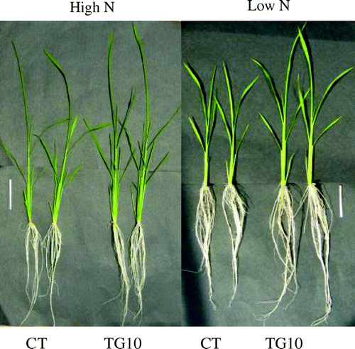 Figure 3. Phenotype of control (CT) and transgenic (TG10) lines under high and low N conditions after 10 d treatment. Bars = 5 cm.