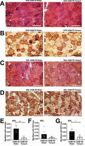 Figure 10. Tempol relieves CKM-TD muscle histopathologies. (A and B) GTN tissues from water- and tempol-fed CKM-TD mice were analyzed by H&E (A) and COX (B) staining. (C and D) SOL tissues were analyzed by H&E (C) and COX (D) staining. (E-G) Myofibers with aberrant staining patterns were quantified for water (n = 4) and tempol (n = 3) groups. Scale bars: 100 µm. Data are presented as mean±SEM with individual data points. *P < 0.05, **P < 0.01 in Student’s t-test.