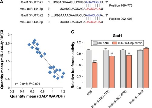 Figure 4 miRNA-144-3p can bind to the Gad1 mRNA predicted region.
