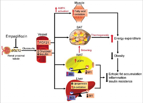 Figure 2. Protective effects of empagliflozin in high-fat diet-induced obese mice. Inhibiting SGLT2 with empagliflozin directly decreases blood glucose levels, leading to the following: (1) Empagliflozin promotes fat utilization by enhancing AMPKα and ACC phosphorylation in skeletal muscle and increasing hepatic and plasma levels of FGF21. (2) Empagliflozin enhances browning and thermogenesis in WAT and BAT, which results in increased energy expenditure. (3) Empagliflozin improves insulin sensitivity by polarizing M2 macrophages in fat and liver.