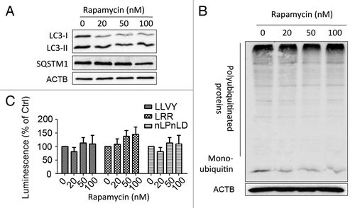 Figure 4. Effects of rapamycin-induced autophagy on proteasomal activity in SW1116 cells. (A) The induction of autophagy by rapamycin was evidenced by an increased LC3B-II to LC3B-I ratio and reduction of SQSTM1. Cells were treated with the indicated concentrations of rapamycin for 48 h. (B) Rapamycin (48 h) moderately reduced the accumulation of polyubiquitinated proteins. (C) Rapamycin (48 h) did not alter three proteolytic activities of the proteasome. Results were averaged and blots were representative of 3 independent experiments.