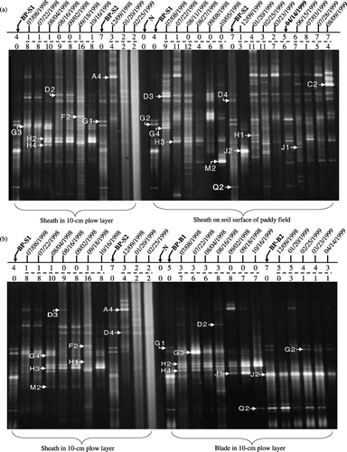 Figure 2  Denaturing gradient gel electrophoresis (DGGE) fingerprinting patterns of the methane-oxidizing bacteria (MOB) colonizing rice straw applied to a paddy field. (a) Sheath samples in the plow layer and on the soil surface and (b) sheath and blade samples in the plow layer. BP-S1 and BP-S2 represent the fresh sheath control before and after rice cultivation, respectively. BP-B1 and BP-B2 were fresh blade control samples placed before and after rice cultivation, respectively. N refers to the pmoA/amoA-polymerase chain reaction negative control. Sheath on 14 April 1999 in bold was used as a control for the samples that followed. Values in the top and bottom lines above the DGGE pictures are the number of DGGE bands of MOB inhabiting the rice straw before and after its incorporation into the paddy field, respectively.