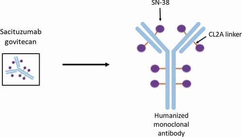 Figure 1. Depiction of sacituzumab govitecan