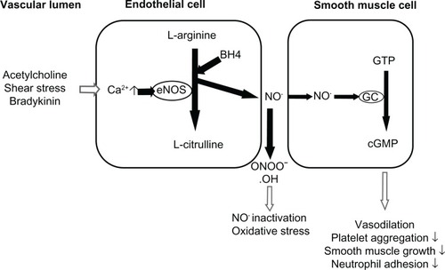 Figure 1 The importance of nitric oxide (NO) in the regulation of endothelial function.