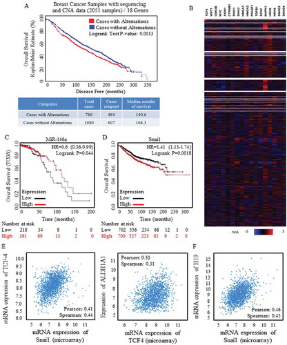 Figure 2. Wnt signaling activation were strongly correlated with poorer prognosis.A cluster of Wnt signaling factors were selected and applied for survival risk analysis by using CBIOPORTAL FOR CANCER GENOMIC (http://www.cbioportal.org/). (a) Alternation (Red line, 786 cases) was defined with the amplification only mode, and the amplification of Wnt signaling factors were detected and referred to shorter survival periods significantly, p = 0.0013. (b) Heatmap results of factors of Wnt signaling clusters (18 genes) from data base of Breast Cancer Samples with sequencing and CNA data (2051 samples) were showed, and multiple Wnt signaling factors were universally highly overexpressed. Kaplan-Meier data analysis was also made, and results revealed the tumor suppressive miR-146 (c), and the oncogenic Snai1 (d) when predicating breast cancer prognosis. Enrolled samples number was indicated below the diagram. (e) Wnt signaling effector of TCF-4 was strongly correlated to the stem cells’ effector (left) and the ratio of stem cells with ALDH1A1 phenotype (right). (f) The predicated Wnt signaling activator of non-coding H19 was strongly correlated with Snai1 overexpression.