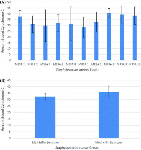 Figure 3. Average percent binding of cytochrome c to S. aureus cells with standard deviation of the mean error bars. (A) Percent binding of cytochrome c to all ten strains. (B) Percent binding of cytochrome c to the MSSA group and MRSA group.