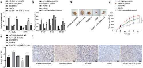 Figure 6. miR-642b-3p downregulates CSMD1 to inactivate the Smad signaling pathway, thereby enhancing the tumor growth of GC cells in nude mice. A: qRT-PCR detection of miR-642b-3p and CSMD1 expression in the tumor tissues of mice treated with miR-642b-3p mimic, CSMD1 or both; B: CSMD1, Smad4 and Smad7 protein expression in the tumor tissues of mice treated with miR-642b-3p mimic, CSMD1 or both; C: Representative photographs of the xenograft tumors in the nude mice treated with miR-642b-3p mimic, CSMD1 or both; D: Quantitative analysis of volume of the xenograft tumor in the nude mice treated with miR-642b-3p mimic, CSMD1 or both; E: Quantitative analysis of weight of the xenograft tumor in the nude mice treated with miR-642b-3p mimic, CSMD1 or both; F: Microvessel density of tumors in nude mice treated with miR-642b-3p mimic, CSMD1 or both as detected by immunohistochemical assay. n = 6. * p < 0.05 versus the miR-642b-3p mimic NC group, # p < 0.05 versus the CSMD1 NC group, & p < 0.05 versus the CSMD1 group. Measurement data were presented as mean ± standard deviation. Data among multiple groups were compared by one-way ANOVA with Tukey’s post hoc test. Data at various time points were compared by repeated measures ANOVA with Tukey’s post hoc test.