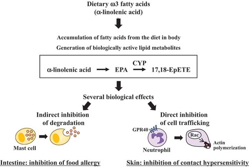 Figure 2. Anti-allergy and anti-inflammation effects of EPA metabolite, 17,18-EpETE.