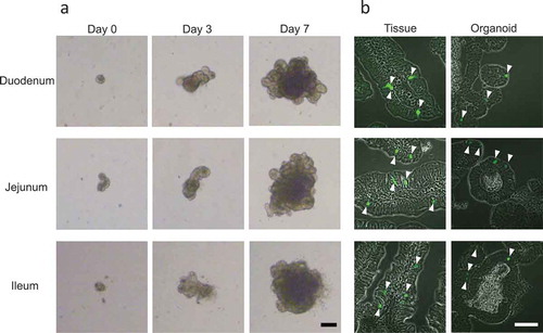 Figure 1. Generation of intestinal organoids from Ngn3-EGFP mice.