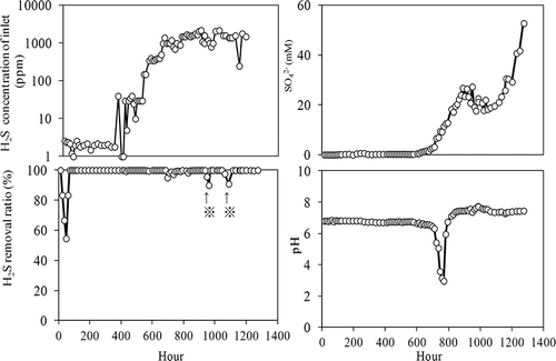 Figure 5. Efficiency of H2S removal from anaerobically digested gas by strain RAN5. Arrow: influent H2S concentration greater than 2000 ppm.