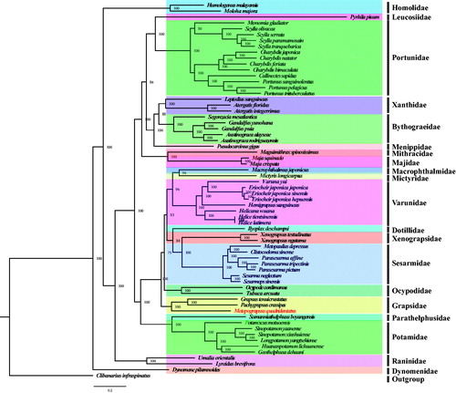 Figure 1. Phylogeny of Brachyura based on nucleotide sequences. The phylogenetic tree was inferred from the nucleotide sequences of 13 mitogenome PCGs using BI and ML methods. Numbers on branches indicate posterior probability (BI). Clibanarius infraspinatus was used as outgroup. The genbank accession numbers for all of the sequences is listed as follows: Atergatis floridus NC_037201.1, Atergatis integerrimus NC_037172.1, Austinograea alayseae NC_020314.1, Austinograea rodriguezensis NC_020312.1, Callinectes sapidus NC_006281.1, Charybdis feriata NC_024632.1, Charybdis japonica NC_013246.1, Charybdis natator NC_036132.1, Clibanarius infraspinatus NC_025776.1, Clistocoeloma sinense NC_033866.1, Dynomene pilumnoides KT182070.1, Eriocheir japonica hepuensis NC_011598.1, Eriocheir japonica japonica NC_011597.1, Eriocheir japonica sinensis NC_006992.1, Gandalfus puia NC_027414.1, Gandalfus yunohana NC_013713.1, Geothelphusa dehaani NC_007379.1, Grapsus tenuicrustatus NC_029724.1, Charybdis bimaculata MG489891.1, Helicana wuana NC_034995.1, Helice latimera NC_033865.1, Helice tientsinensis NC_030197.1, Hemigrapsus sanguineus NC_035307.1, Homologenus malayensis NC_026080.1, Huananpotamon lichuanense NC_031406.1, Ilyoplax deschampsi NC_020040.1, Leptodius sanguineus NC_029726.1, Longpotamon yangtsekiense NC_036946.1, Lyreidus brevifrons NC_026721.1, Macrophthalmus japonicus NC_030048.1, Maguimithrax spinosissimus NC_025518.1, Maja crispata NC_035424.1, Maja squi-nado NC_035425.1, Metopaulias depressus NC_030535.1, Mictyris longicarpus NC_025325.1, Moloha majora NC_029361.1, Monomia gladiator NC_037173.1, Ocypode cordimanus NC_029725.1, Potamiscus motuoensis KY285013.1, Pachygrapsus crassipes NC_021754.1, Parasesarma affine MH310444, Parasesarma pictum MG580780, Parasesarma tripectinis NC_030046.2, Portunus pelagicus NC_026209.1, Portunus sanguinolentusNC_028225.1, Portunus trituberculatus NC_005037.1, Pseudocarcinus gigas NC_006891.1, Pyrhila pisum NC_030047.1, Scylla olivacea NC_012569.1, Scylla paramamosain NC_012572.1, Scylla serrata NC_012565.1, Scylla tranquebarica NC_012567.1, Segonzacia mesatlanticaNC_035300.1, Sesarma neglectum NC_031851.1, Sesarmops sinensis NC_030196.1, Sinopotamon xiushuiense NC_029226.1, Sinopotamon yaanense NC_036947.1, Somanniathelphusa boyangensis NC_032044.1, Tubuca arcuata KX911977.1, Umalia orientalis NC_026688.1, Varuna yui NC_037155.1, Xenograpsus ngatama NC_035951.1, Xenograpsus testudinatus NC_013480.1.