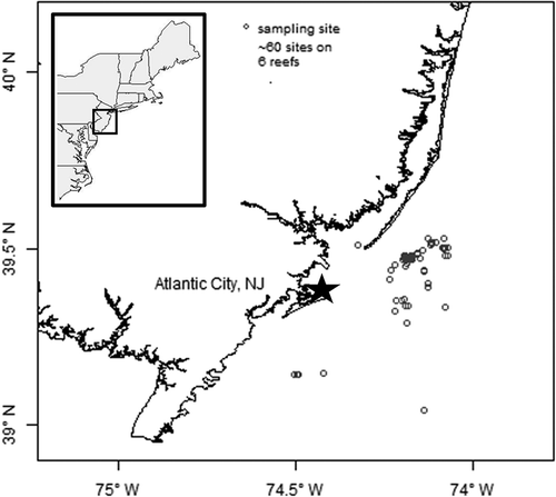 FIGURE 1. Map showing the sampling sites where Black Sea Bass were collected along the southern New Jersey coast. Multiple sampling sites were distributed across six reefs located approximately 8–24 km offshore.