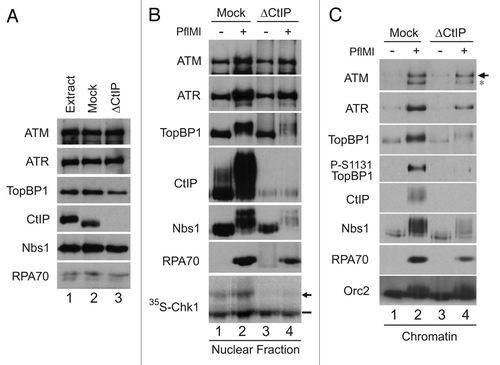 Figure 5 CtIP mediates damage-dependent nuclear accumulation of TopBP1 in response to DSBs in Xenopus egg extracts. (A) Representative samples of extracts that were either left undepleted (lane 1), mock-depleted with control IgG antibodies (lane 2) or depleted with anti-CtIP antibodies (lane 3). Extracts were immunoblotted with anti-ATM, anti-ATR, anti-TopBP1, anti-CtIP, anti-Nbs1 and anti-RPA70 antibodies. (B) Mock-depleted (lanes 1 and 2) and CtIP-depleted egg extracts (lanes 3 and 4) containing 35S-Chk1 were incubated with sperm nuclei in the absence (lanes 1 and 3) or in the presence of PflMI (lanes 2 and 4). Nuclear fractions were isolated and subjected to SDS-PAGE and phosphorimaging to detect radiolabeled Chk1 and also immunoblotted with anti-ATM, anti-ATR, anti-TopBP1, anti-CtIP, anti-Nbs1 and anti-RPA70 antibodies. Unshifted and shifted forms of Chk1 are indicated with a dash and arrow, respectively. (C) Mock-depleted (lanes 1 and 2) and CtIP-depleted (lanes 3 and 4) extracts containing sperm nuclei were incubated in the absence (lanes 1 and 3) or presence (lanes 2 and 4) of PflMI. Chromatin fractions were isolated, subjected to SDS-PAGE and immunoblotted with anti-ATM, anti-ATR, anti-TopBP1, anti-phospho[S-1131]TopBP1, anti-CtIP, anti-Nbs1, anti-RPA70 and anti-Orc2 antibodies. ATM is denoted with an arrow, whereas residual ATR signal from previous blotting is marked with an asterisk.