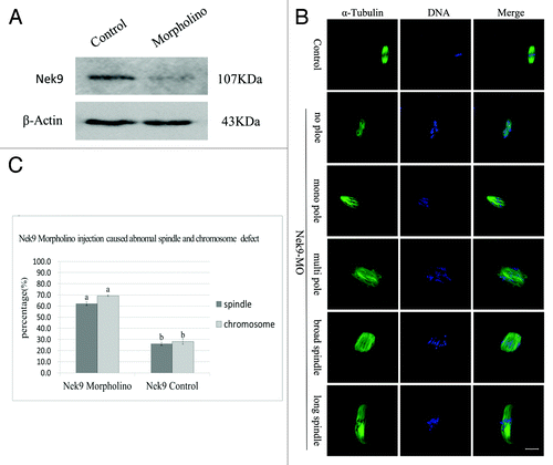 Figure 4. Depletion of Nek9 causes abnormal spindle and misaligned chromosomes in MI oocytes. After microinjection of Nek9 or control MO, the oocytes were incubated in M2 medium containing 2.5 µM milrinone for 24 h, then washed thoroughly and transferred to milrinone-free M2 medium for 8.5 h, followed by western blotting. (A) Western blot of Nek9 in the Nek9 MO group and control group. The molecular mass of Nek9 is 107 kDa and that of β-actin is 43 kDa. (B) Oocytes microinjected with Nek9 or control MO were incubated in M2 medium containing 2.5 µM milrinone for 24 h, and then transferred to milrinone-free M2 for 8.5 h, followed by immunostaining with α-tubulin antibody (green) and Hoechst (blue). In the Nek9 MO injection group, the oocytes exhibited various morphologically defective spindles and misaligned chromosomes. The major defects showed abnormal spindle poles including spindles without pole, one pole, multi-poles and malformed spindles with astral microtubules as well as many cytoplasmic asters. Bar = 20 μm. (C) The rate of oocytes with abnormal spindles or misaligned chromosomes in the Nek9 MO injection group and control group. Data are presented as means ± SEM of three independent experiments. Different letters indicate statistical difference (p < 0.05).