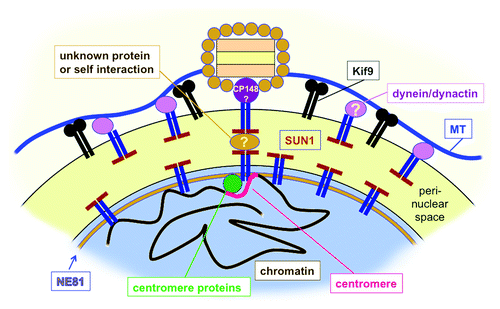 Figure 2. Hypothetical model of nuclear envelope organization in the pericentrosomal region in Dictyostelium. In both nuclear membranes (black line) Sun1 is involved in linkage of the centrosome to an NE81-based nuclear lamina. On the centrosomal side, the centrosomal corona protein CP148 is directly or indirectly associated with Sun1, on the nuclear side Sun1 is directly or indirectly bound to NE81. Centromere proteins are also associated with Sun1 and mediate clustering of centromeres in the pericentrosomal region. The tight linkage between the cytosolic centrosome and the centromere cluster and nuclear lamina could be mediated by a self-interaction between SUN-domains or by an unknown protein within the perinuclear space. At the outer nuclear membrane both the kinesin Kif9 and Sun1-associated dynein/dynactin bind to microtubules and help to hold the centrosome close to the nucleus.