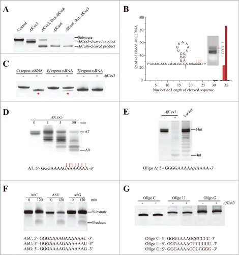 Figure 4. AfCsx3 demonstrates deadenylation exonuclease activity. (A). Subsequent-cleavage assay showing different target sites in repeat ssRNA by AfCsx3 and AfCas6. Solo cleavage by AfCsx3 or AfCas6 and reaction with no protein added serve as controls. The RNA substrates and products cleaved by AfCsx3 and AfCas6 are indicated. (B). Statistical analysis of small RNA library derived from cleaved repeat ssRNA by AfCsx3. Red arrows under and above the sequence indicate the cleavage sites of repeat ssRNA by AfCas6 and AfCsx3, respectively. In consistence with sequencing results, urea-denaturing PAGE showed 4 bands corresponding to the ssRNA substrate and 3 dominant cleavage products (arrows on the gel). The secondary structure of repeat ssRNA was predicted by using the Mfold web server (http://mfold.rna.albany.edu/?q=mfold). (C). Ribonuclease activity of AfCsx3 on different ssRNA substrates derived from CRISPR sequence of Clostridium thermocellum (Ct), Pyrococcus furiosus (Pf) and Thermobifida fusca (Tf), respectively. The asterisks indicate the products of cleavable repeat ssRNAs. (D). Time-course deadenylation assays toward an in vitro transcribed RNA substrate ending with 3′-oligo (A) tail. A7 indicates the intact RNA substrates containing 7 3′ adenylate residues and A0 indicates the fully deadenylated RNA product. The cleavage sites are indicated with arrows above the sequence. (E). Deadenylation assays toward an in vitro transcribed RNA substrate ending with 10 nt 3′-oligo (A) tail. The ladder is shown with a size range from 4˜14 nt. (F). Ribonuclease activity of AfCsx3 on in vitro transcribed ssRNA substrates ending with various types of terminal nucleotides at 3′-oligo (A) tail. (G). Ribonuclease activity of AfCsx3 on ssRNA substrates with various types of terminal 3′-oligo tails.