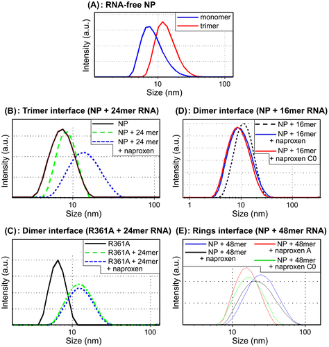 Figure 5. Naproxen and its derivatives perturbed RNA-induced NP oligomerization. (A) Size distribution of RNA-free NP alone in monomeric form and in NP trimer/ tetramers; Blue: monomers; red: trimers/tetramers; ((B)–(E) NP (10 μM) was mixed with various RNA oligonucleotides (3.3 μM) in the presence or absence of the ligands (10 μM). The size distributions are shown after 3 h ((B)–(D)) or 1 h (E) equilibration, corresponding to the end of the oligomerization kinetics. Naproxen and its derivatives interfered with NP oligomerization induced by RNA binding: B: NP + 24mer RNA, C: R361A + 24mer RNA, D: NP + 16mer RNA, E: NP + 48 mer RNA.