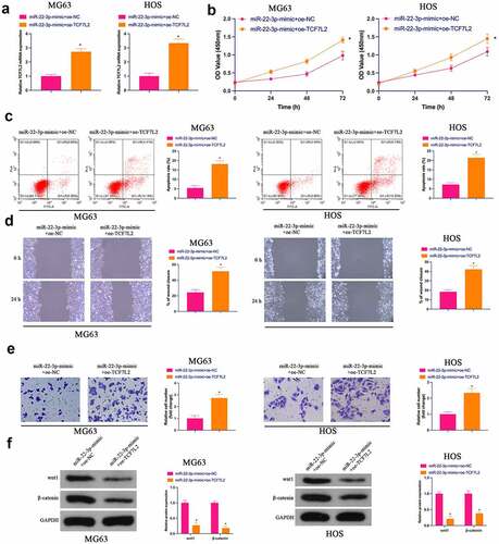 Figure 6. Repression of OS via elevated miR-22-3p is reversed via simultaneous overexpression of TCF7L2A. RT-qPCR and Western blot were applied to detect miR-22-3p and TCF7L2 in MG63 and HOS cells after transfection with miR-22-3p-mimic and pcDNA 3.1-TCF7L2; B. CCK-8 to detect MG63 and HOS cell proliferation after transfection with miR-22-3p-mimic and pcDNA 3.1-TCF7L2; C. Flow cytometry to detect the apoptosis rate of MG63 and HOS cells transfected with miR-22-3p-mimic and pcDNA 3.1-TCF7L2; D. Cell scratch for detection of MG63 and HOS cell migration after transfection with miR-22-3p-mimic and pcDNA 3.1-TCF7L2; E. Transwell for detection of MG63 and HOS cell invasion after transfection of miR-22-3p-mimic and pcDNA 3.1-TCF7L2; F. Western blot for detection of Wnt and β-catenin expression in MG63 and HOS cells transfected with miR-22-3p-mimic and pcDNA 3.1-TCF7L2. The values were shown as mean ± SD (n = 3). The significance of each group was calculated using one-way ANOVA, and the variance correction via Tukey’s test. Vs. the miR-22-3p-mimic+pcDNA 3.1 group, * P < 0.05.