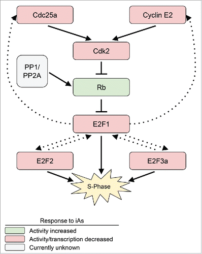 Figure 1. Summary of iAs effects on regulators of G1/(S)phase. Protein interactions (shown as solid arrows) and transcriptional targets (dotted arrows) along the E2F1-Rb pathway. All components of this pathway showed decreased activity or transcription after treatment with iAs, with the exception of Rb, whose activity is increased.