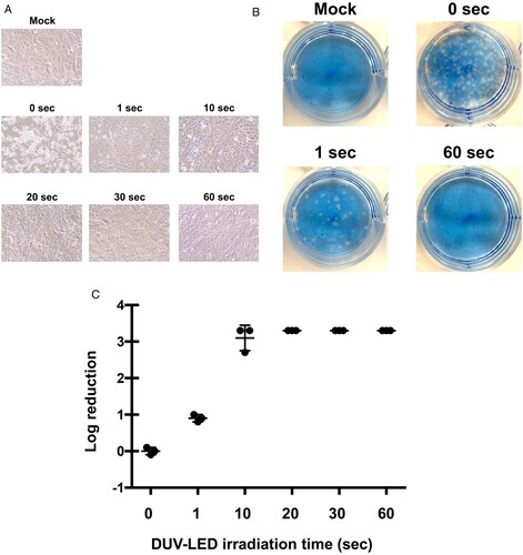 Figure 1. Inhibitory effects of DUV-irradiation on SARS-CoV-2. (A) Cytopathic changes in virus-infected Vero cells without DUV-LED irradiation (0 s), or with DUV-LED irradiation for 1, 10, 20, 30 or 60 s, and each dose corresponding to 3.75, 37.5, 75, 112.5 or 225 mJ/cm2, respectively. (B) Plaque formation in Vero cells. Virus solutions irradiated with DUV-LED for several durations were diluted (100-fold) and inoculated to Vero cells. A representative result is shown. (C) Time-dependent inactivation of SARS-CoV-2 by DUV-LED irradiation. The results shown are the mean and standard deviation (SD) of triplicate measurements.