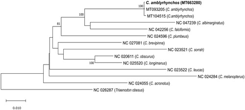 Figure 1. Maximum likelihood tree based on the GTR + I + G model of evolution and 1000 bootstraps. The tree with the highest log likelihood is shown. The percentage of trees in which the associated taxa clustered together is shown next to the branches for all nodes where the support is >75%. The Seychelles C. amblyrhynchos mitogenome (MT663280) placement is shown in bold.