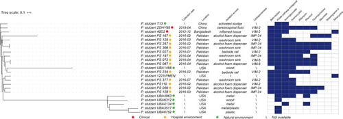 Figure 3 The maximum likelihood core-gene phylogenetic tree of P. stutzeri based on the resistance genes, generated by kSNP3.0 using P. stutzeri 40D2 as a reference genome. The sources of strains are identified as clinical, hospital, and natural environment and are marked with red, yellow, and green polygons, respectively. The heatmap displays the types of antibiotic resistance genes in each strain. Blue indicates that the isolate carries such genes and colorless means that the genes are not present.